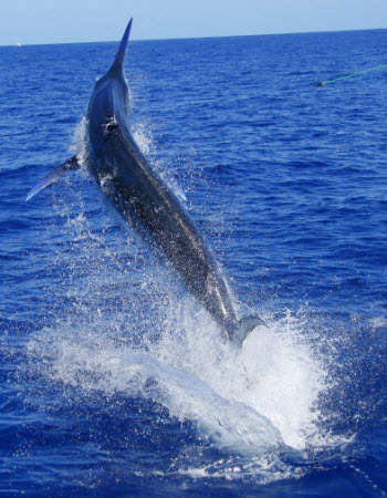 Light-tackle_marlin-fishing